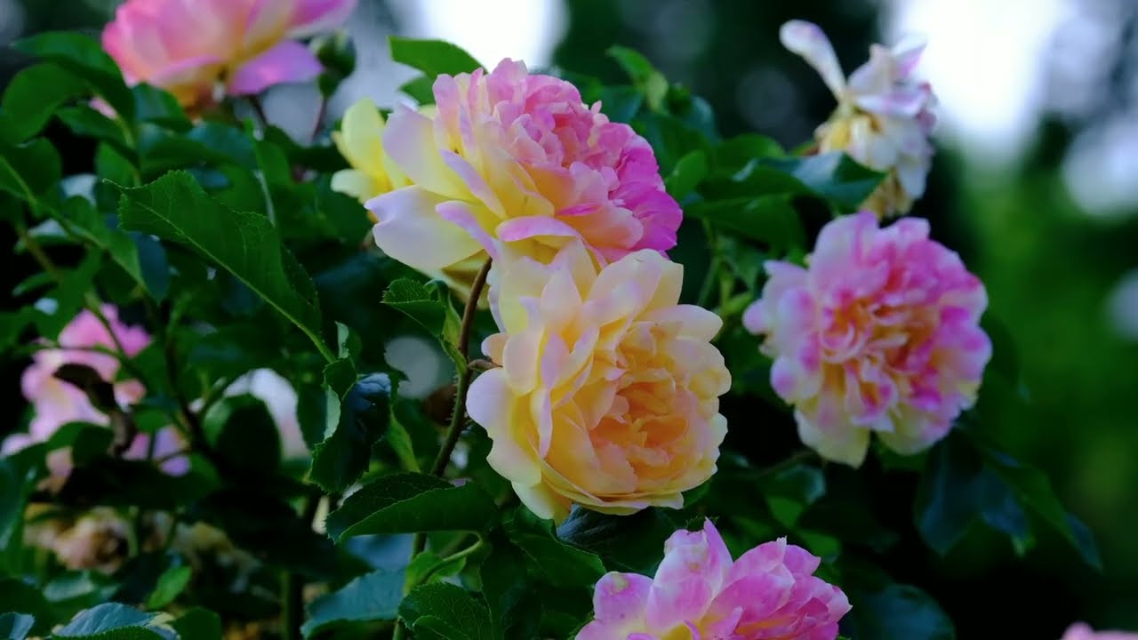 Эльф розового куста | Ганс Христиан Андерсен