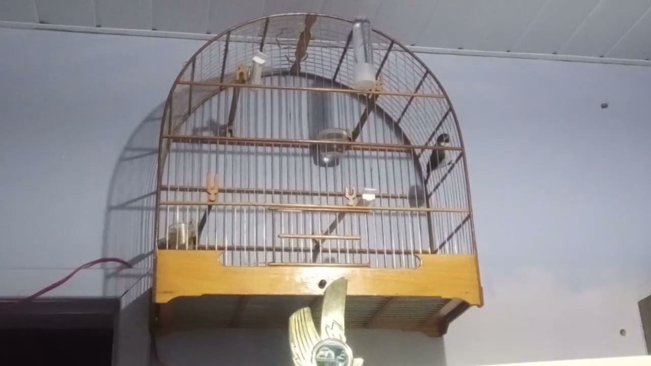 Coleiro estrelinha . Começa a abri canto