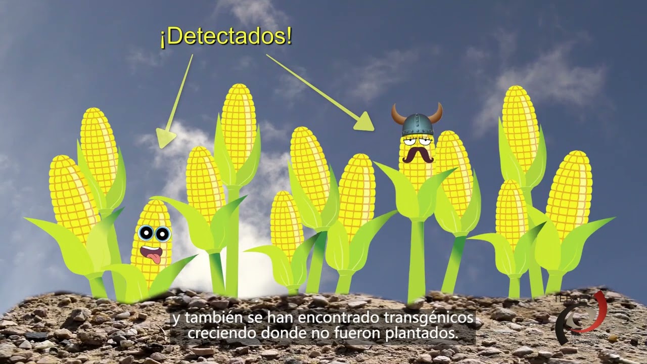 Transgénicos, beneficios y riesgos.
