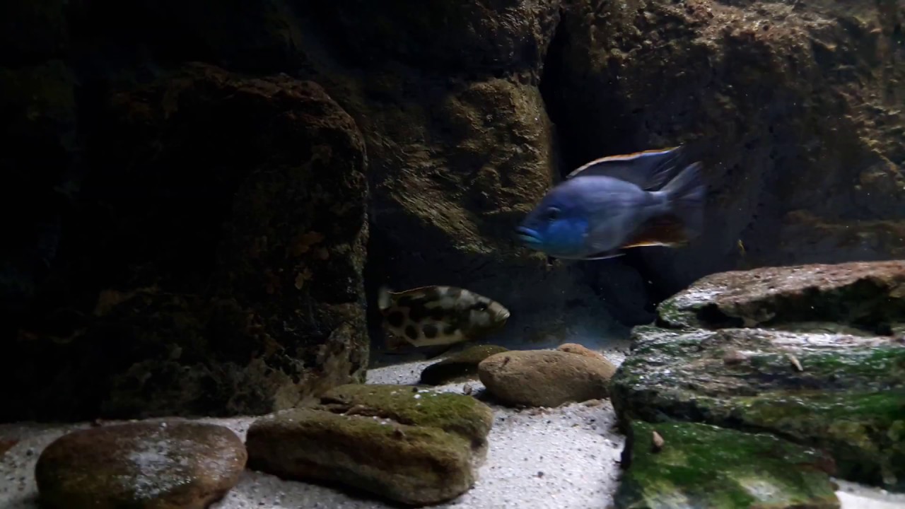 Spawning Nimbochromis livingstoni