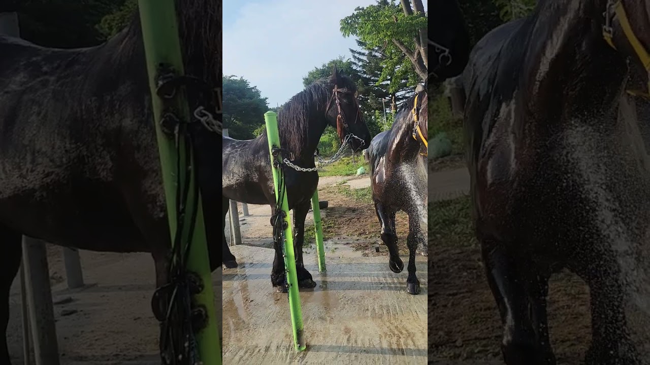 샤워