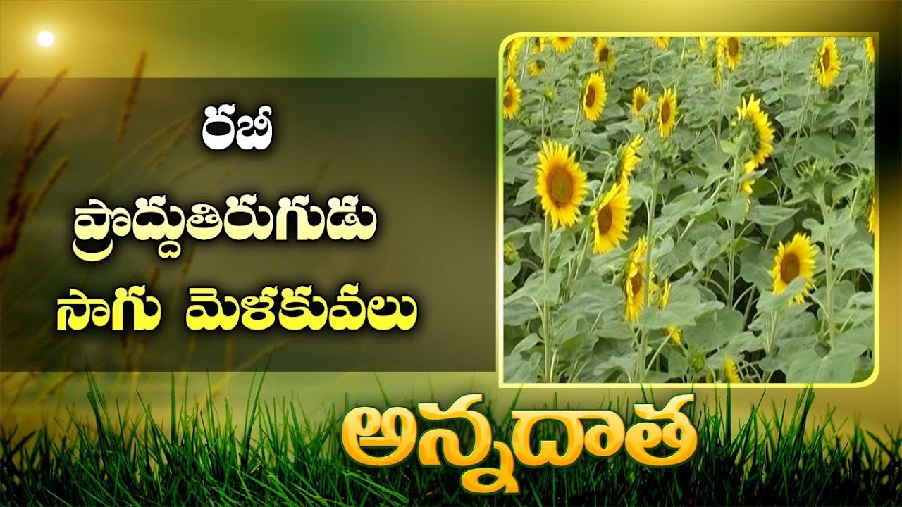 Tips for  | Rabi Sunflower Cultivation