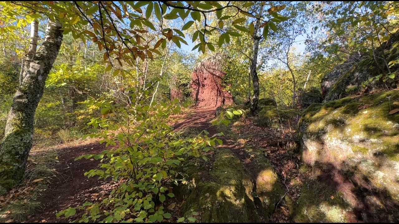 La forêt de la Chataigneraie à Beaumont : un espace naturel sensible remarquable