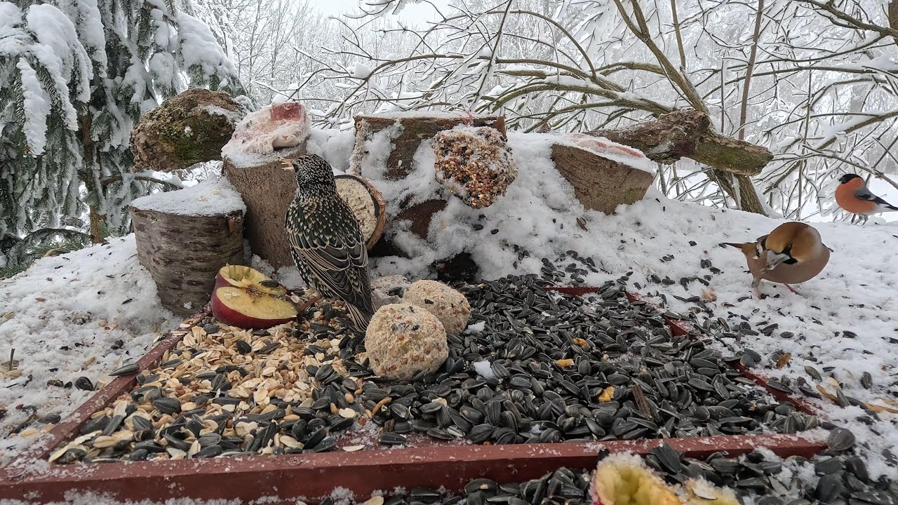 🔴📺 Přilétám a přináším jaro. 🐦 Špaček obecný na zimním krmítku Common starling 🍀👍😍