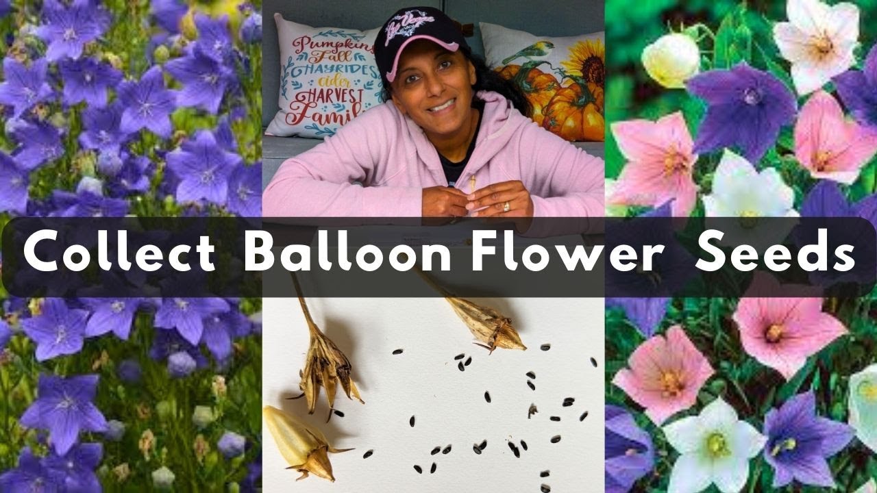 Balloon Flower 🌱 How To Collect Harvest Store Save Seeds Platycodon grandiflorus