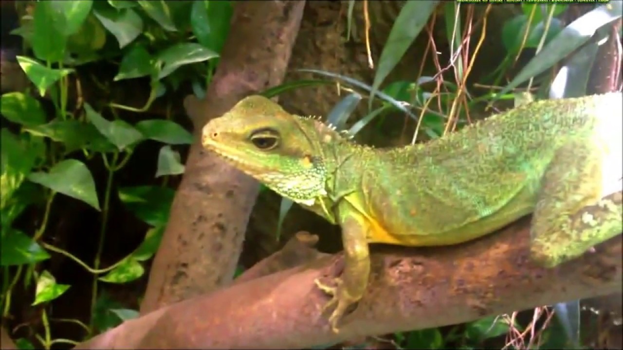 Terrarium für grüne Wasseragamen (Physignathus cocincinus)