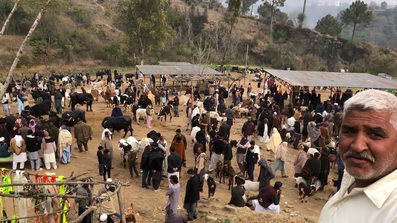 Muvashi Mandi dongi kotli ajk in bulls cows buffaloes goats | niliravi buffaloes domail mandi bulls 