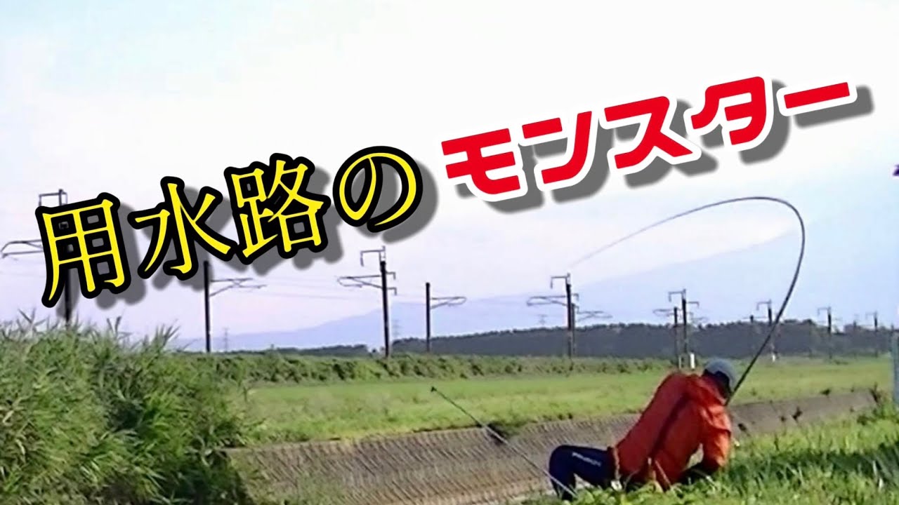 80cmで17キロ？🤔ありえない…【延べ竿ボイリー】ボーダレスP-720T