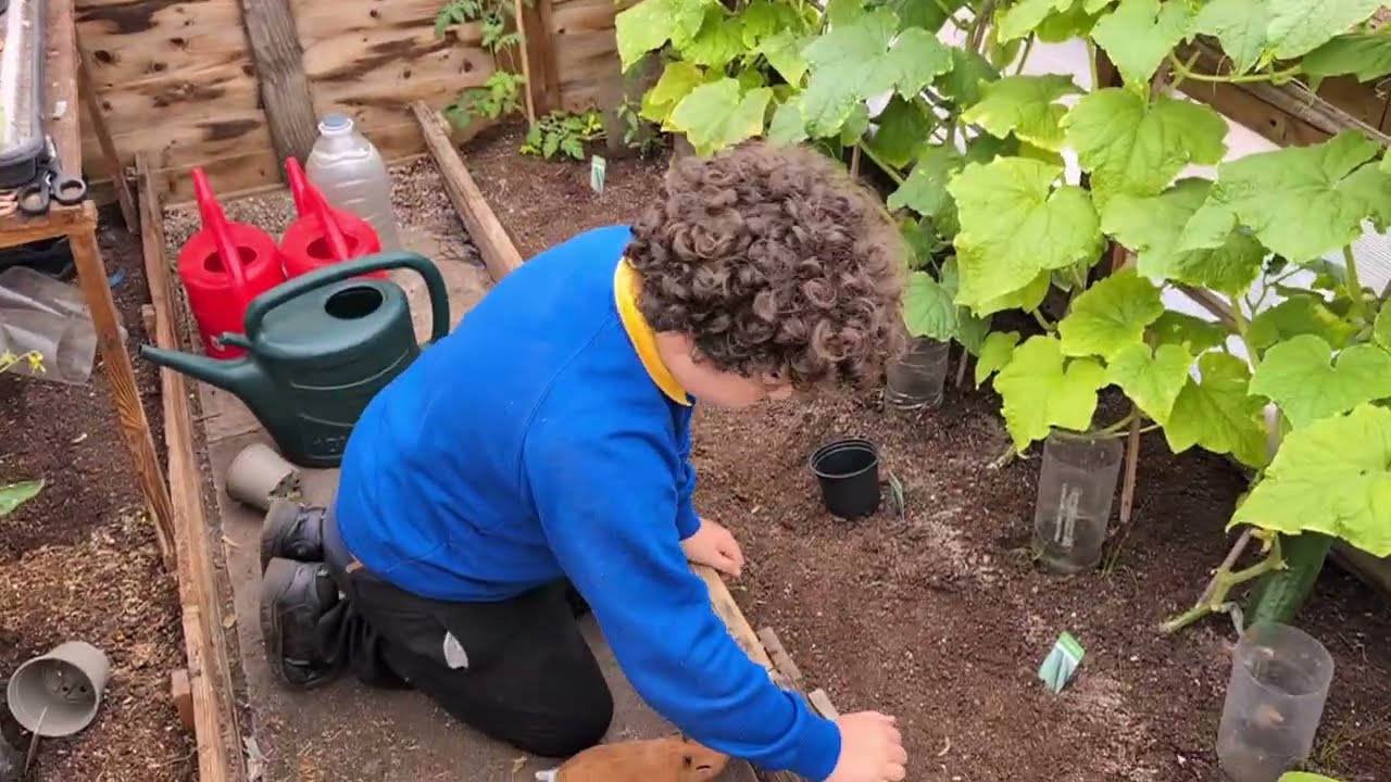 Harvesting