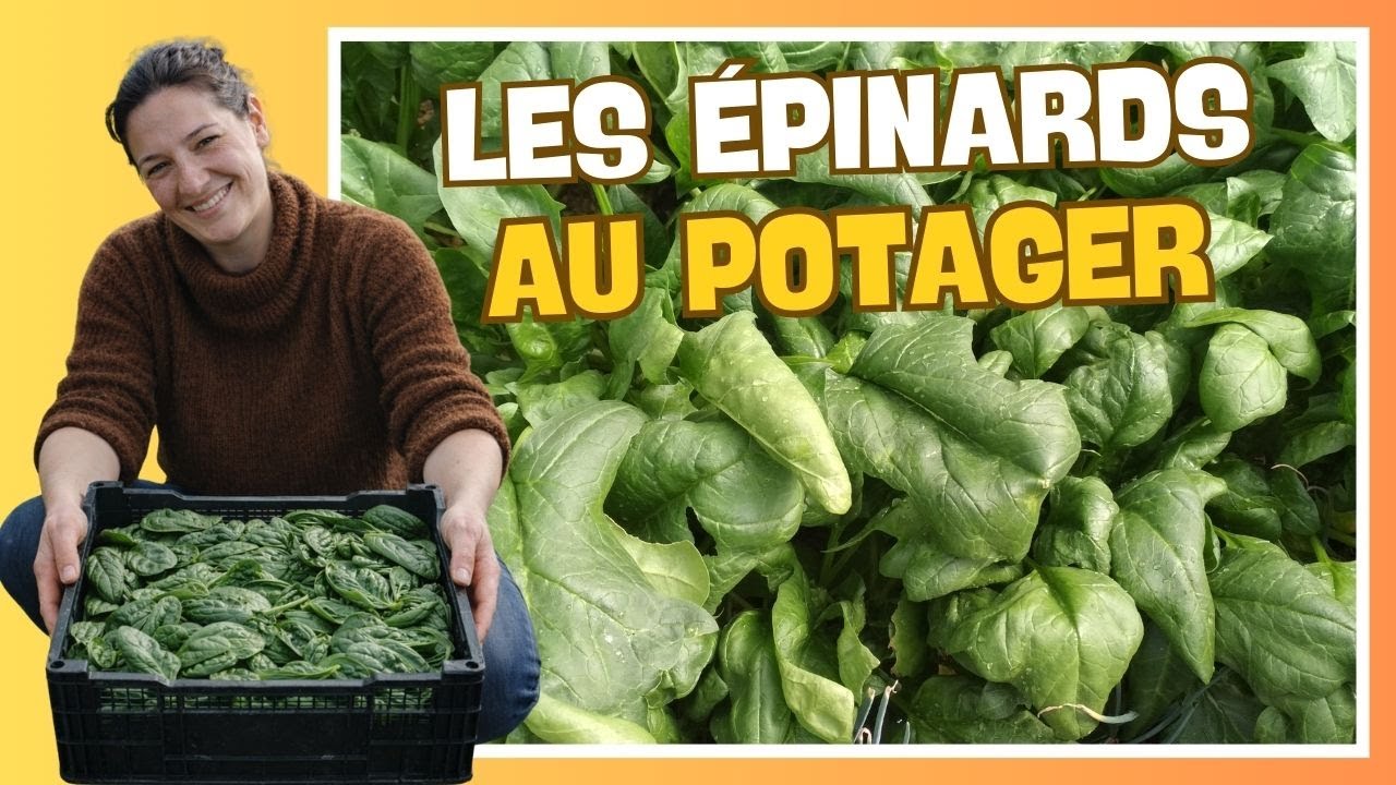 👩‍🌾 Réussir les épinards au potager