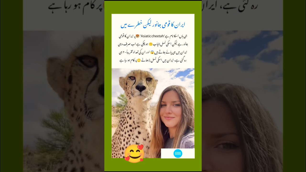 Grace of the Asiatic Cheetah 🐆 #Iran #Wildlife #Conservation #Hope #Nature