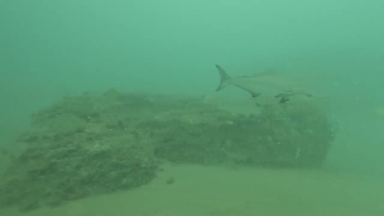 Ca&ccedil;a Sub - Caranhas e Beijupir&aacute;, em &aacute;guas t&iacute;picas do per&iacute;odo das chuvas.#spearfishing #apneia_sub 