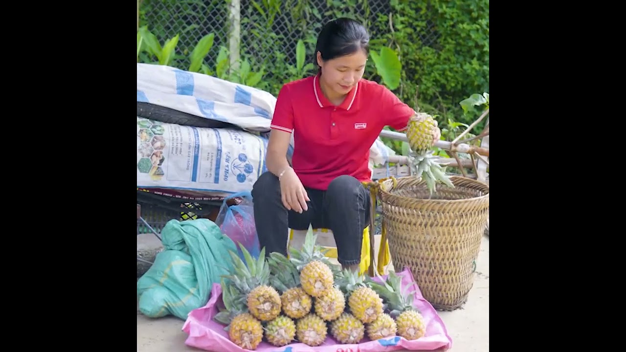 Harvesting Pineapple Goes to the market sell | Ella Daily Life