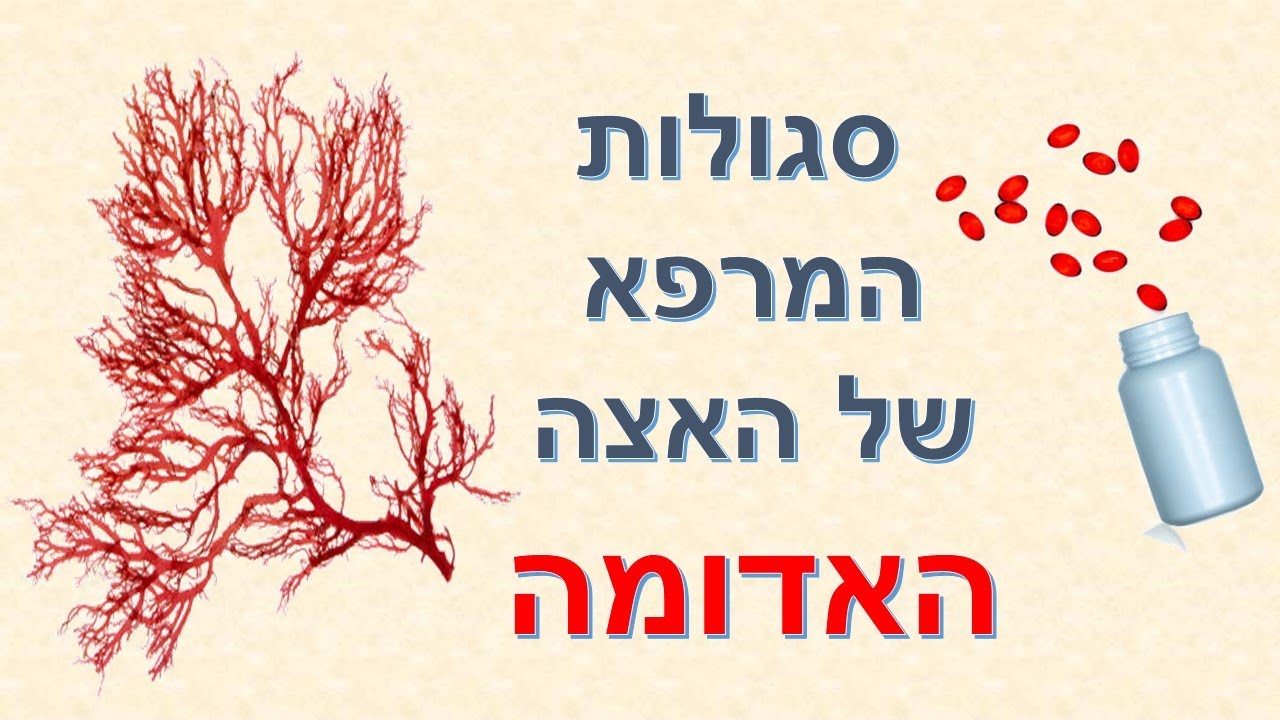 אסטקסנטין Astaxanthin המלך של נוגדי החימצון | שי חורש נטורופת  | תוספי תזונה 💊