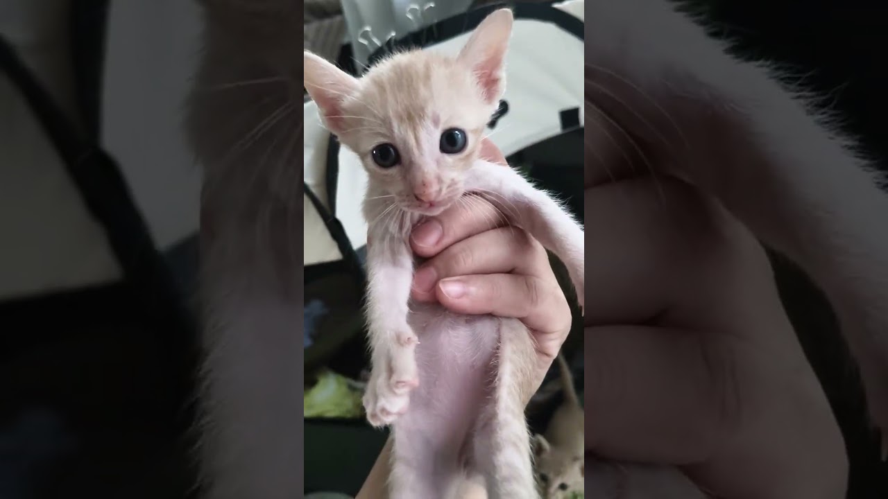 นำโชคมาอ้อนแม่