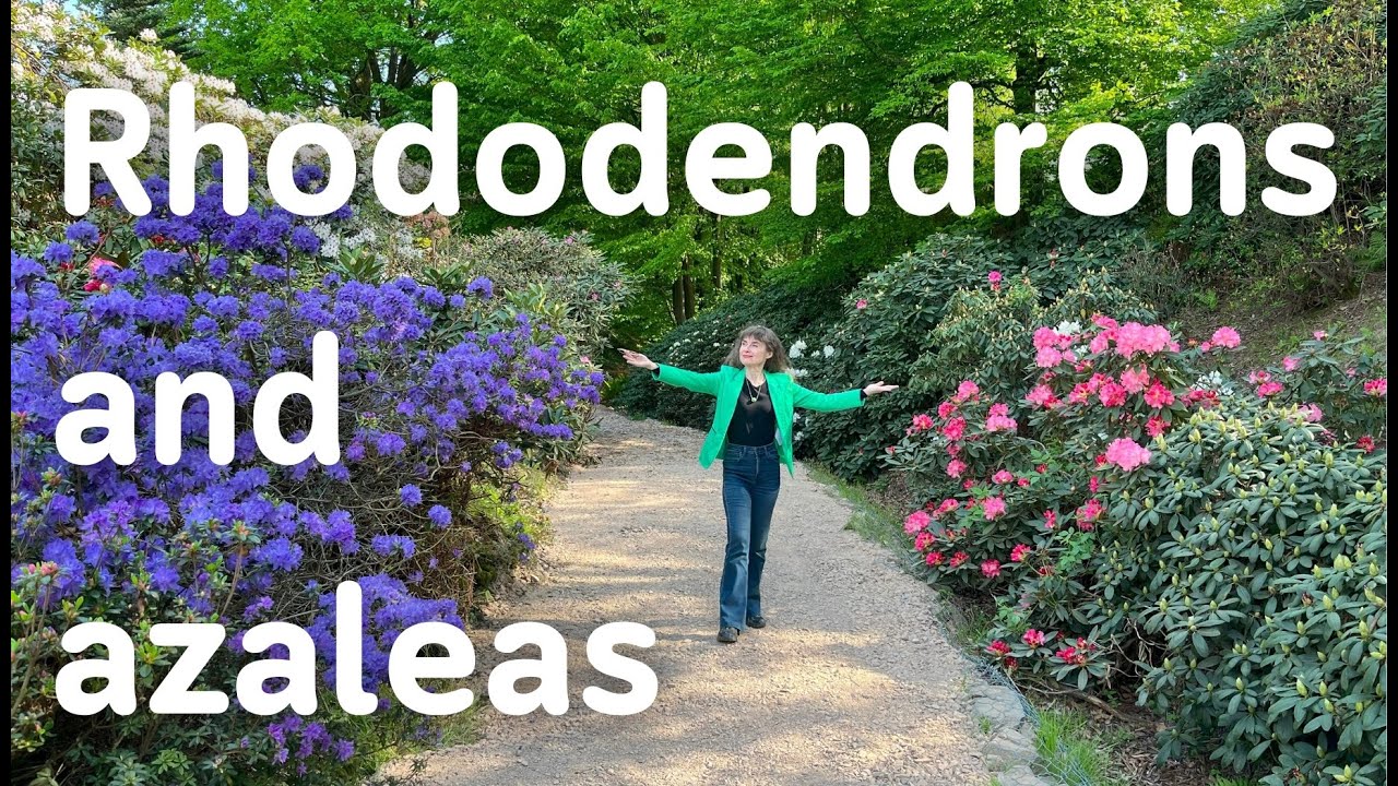 AZALEAS & RHODODENDRONS(CCs in many languages)#rhododendron #garden #garten #jardin #blumen #flowers