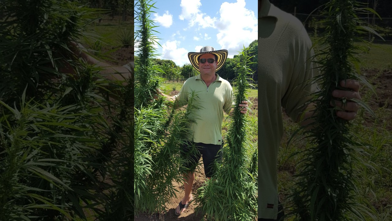 Ask Breeder Steve anything cannabis related.
