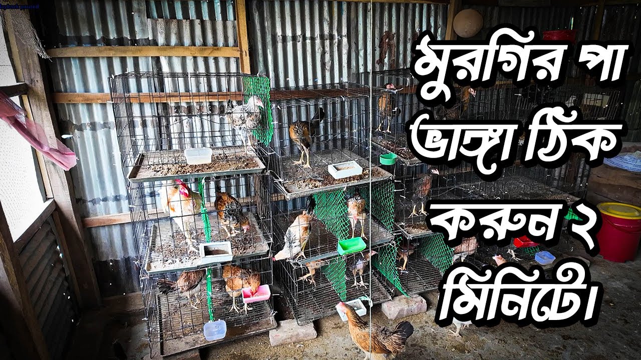 মুরগির পা ভাঙ্গা ঠিক করুন 2 মিনিটে - #মুরগি_পালন_পদ্ধতি #মুরগিরখামার #deshimurgi  #murgipalon