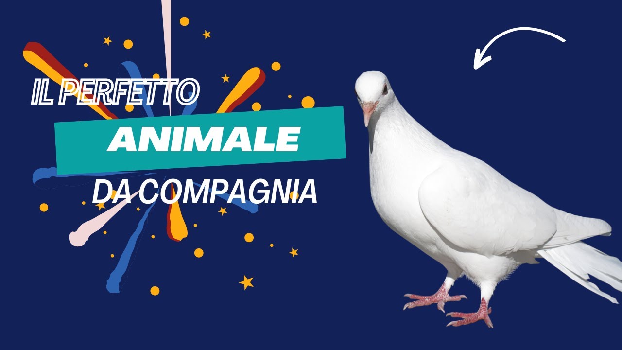 Pro e Contro di Avere un Piccione come Animale Domestico: Vale la Pena?