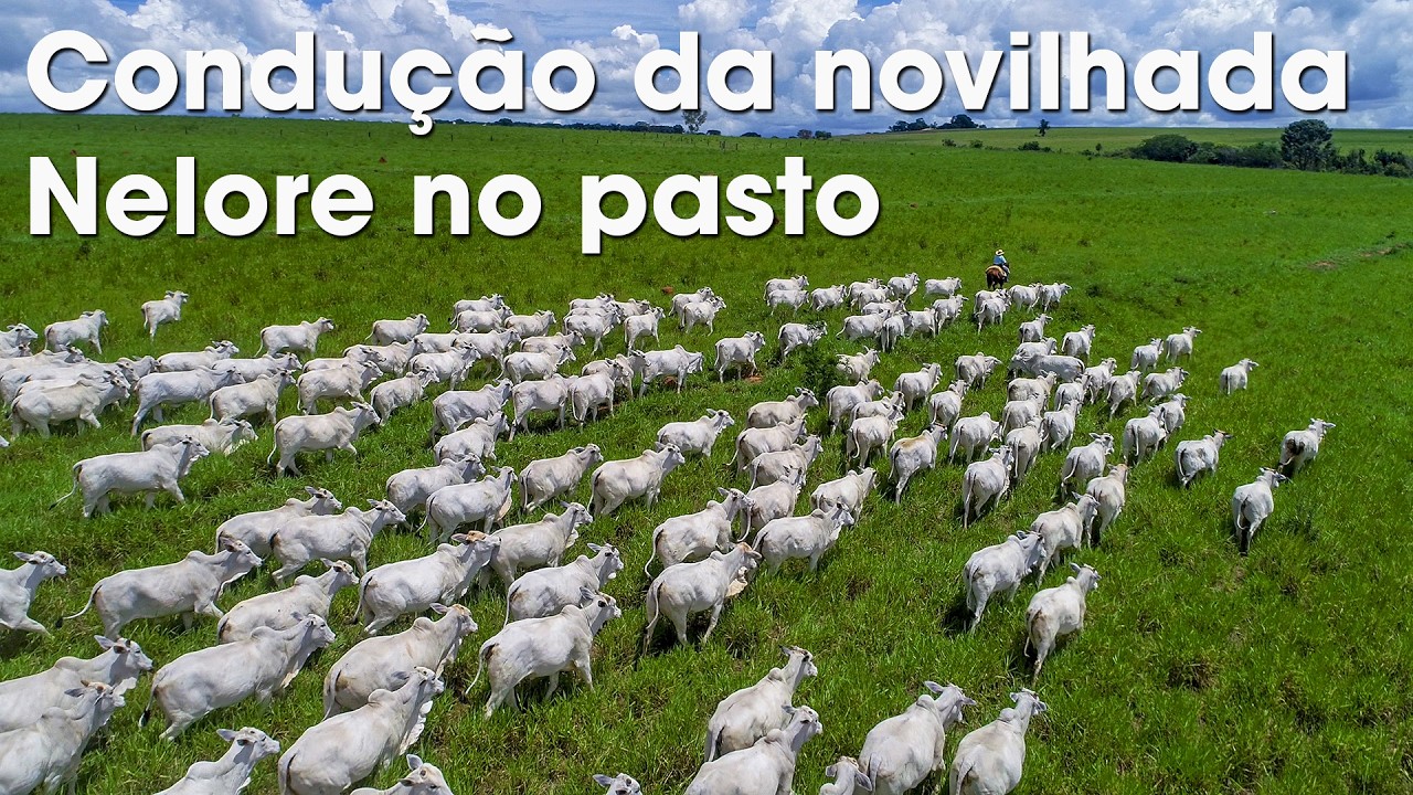 CONDUÇÃO DA NOVILHADA NELORE NO PASTO
