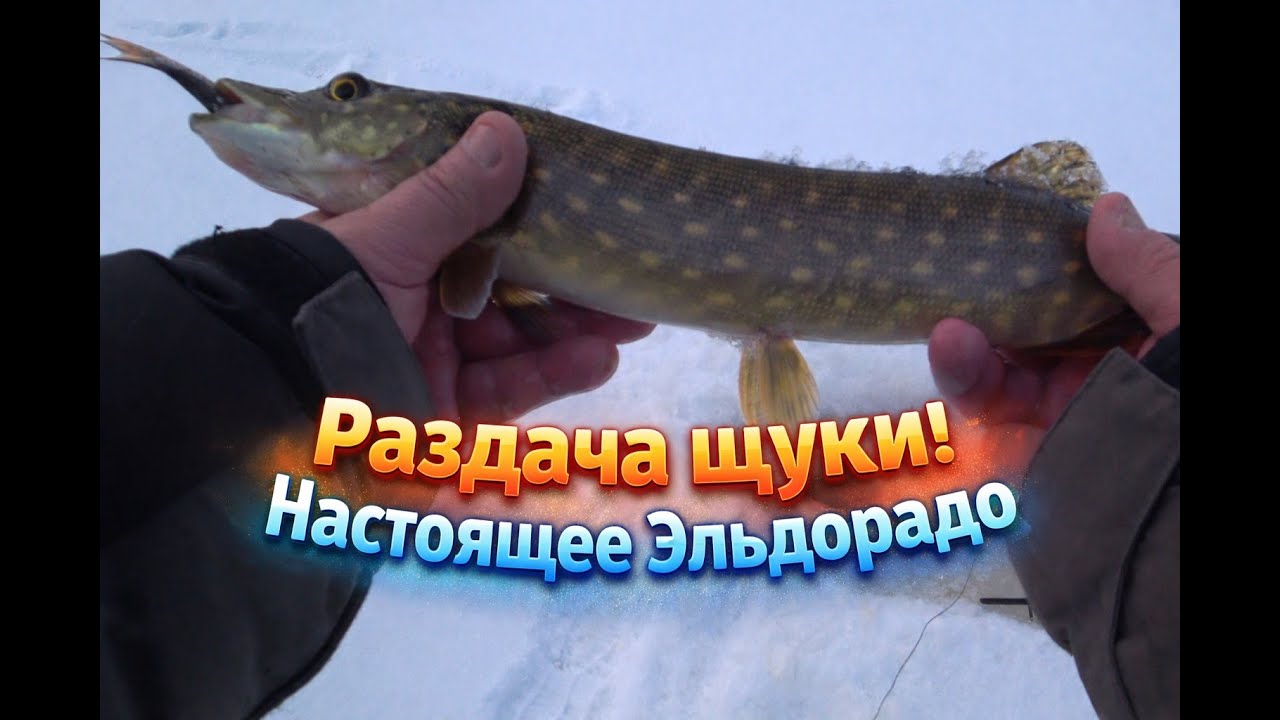 Попали на раздачу щуки. Настоящее Эльдорадо. Удачный выход за зубастой. Super līdaku cope.