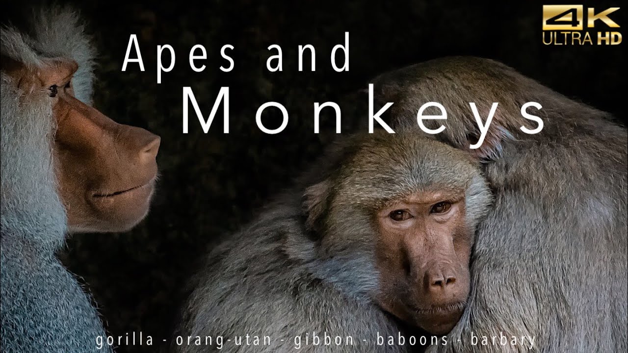 Apes and Monkeys 4k (Ultra HD): Gorilla, Orang-Utan, Gibbon..⎜Part 3⎜Relaxing Music⎜Earth from Above