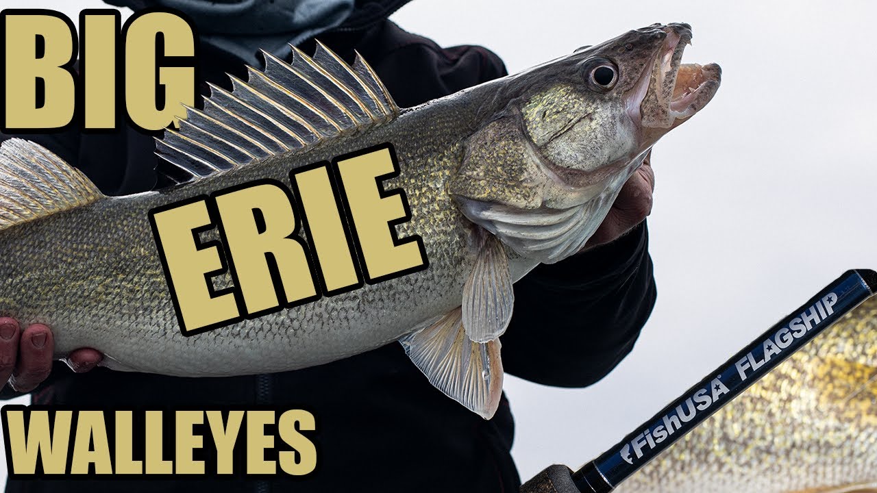 Jigging for BIG Lake Erie Walleye with our NEW Rods! Lake Erie Walleye Fishing Tips & Tricks