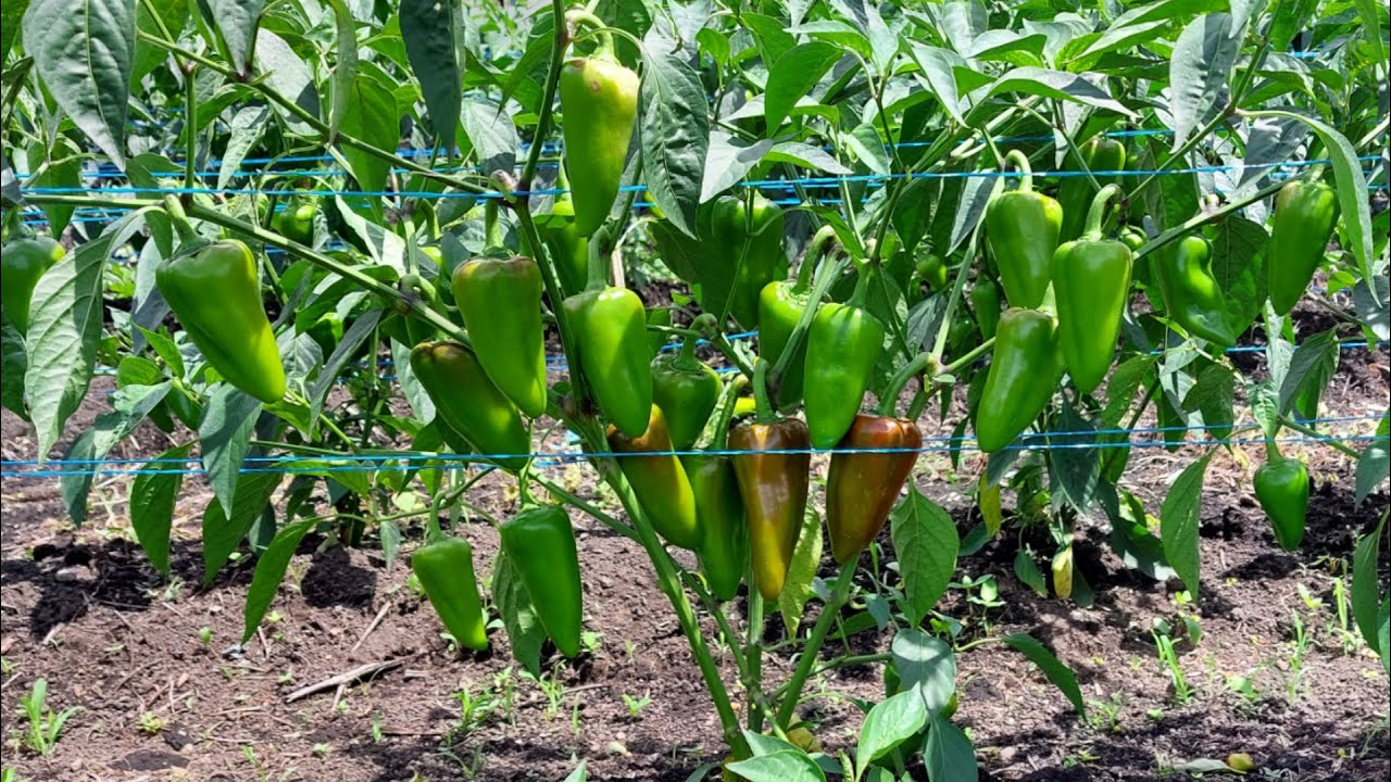 Harvesting Bell Pepper with Early Topping- Prunning Technique