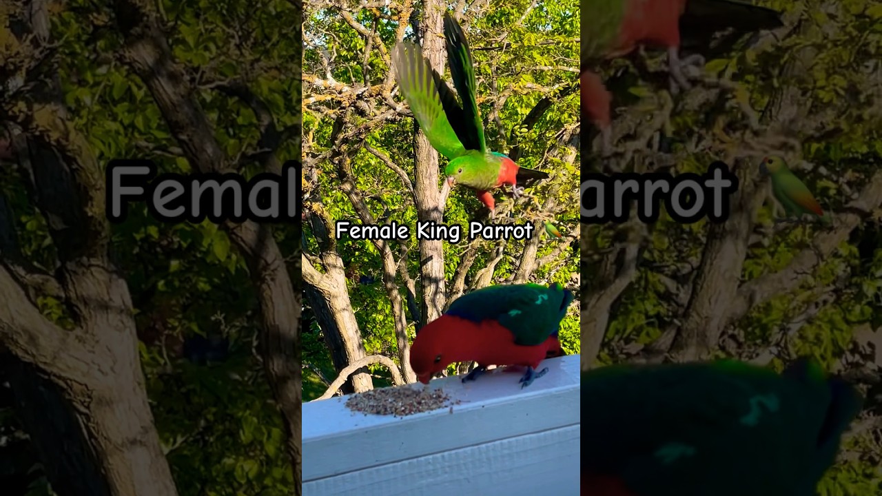 STUNNING KING PARROT 🦜 | Incredible Colors and Sound! #parrot #sounds #stunning
