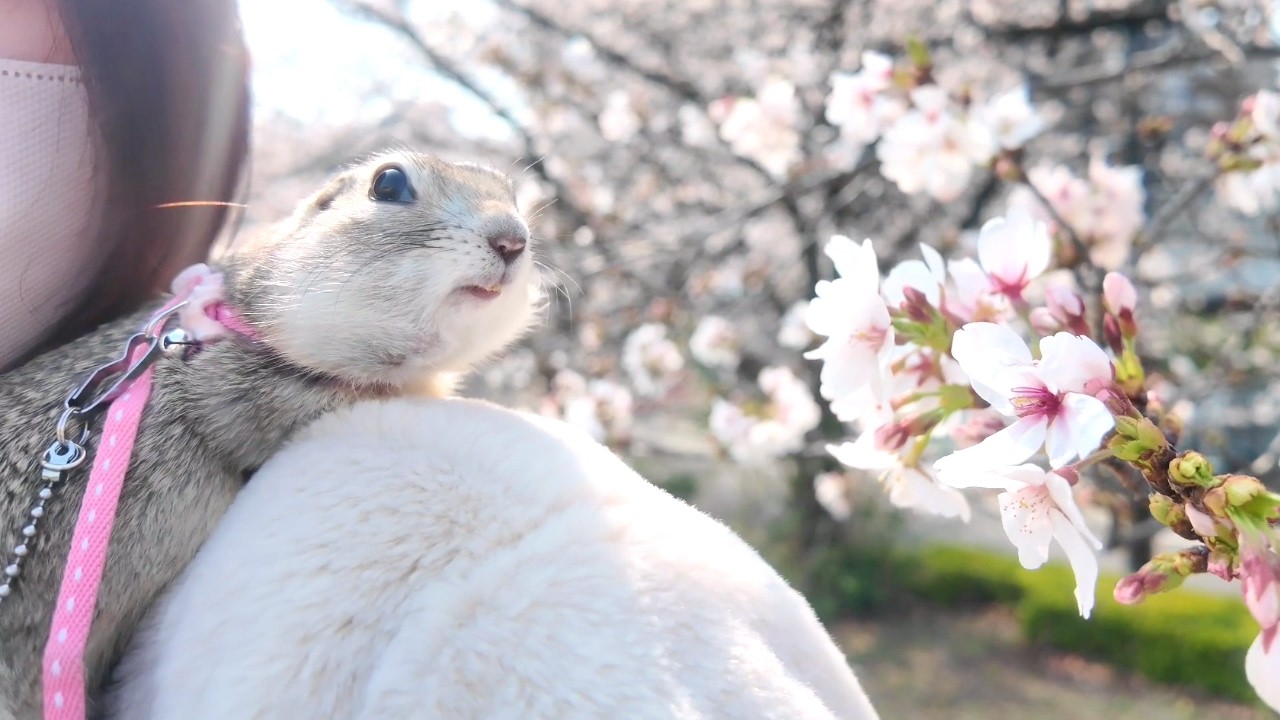 【お花見】なついたリスとお弁当を食べていたら人気者になった