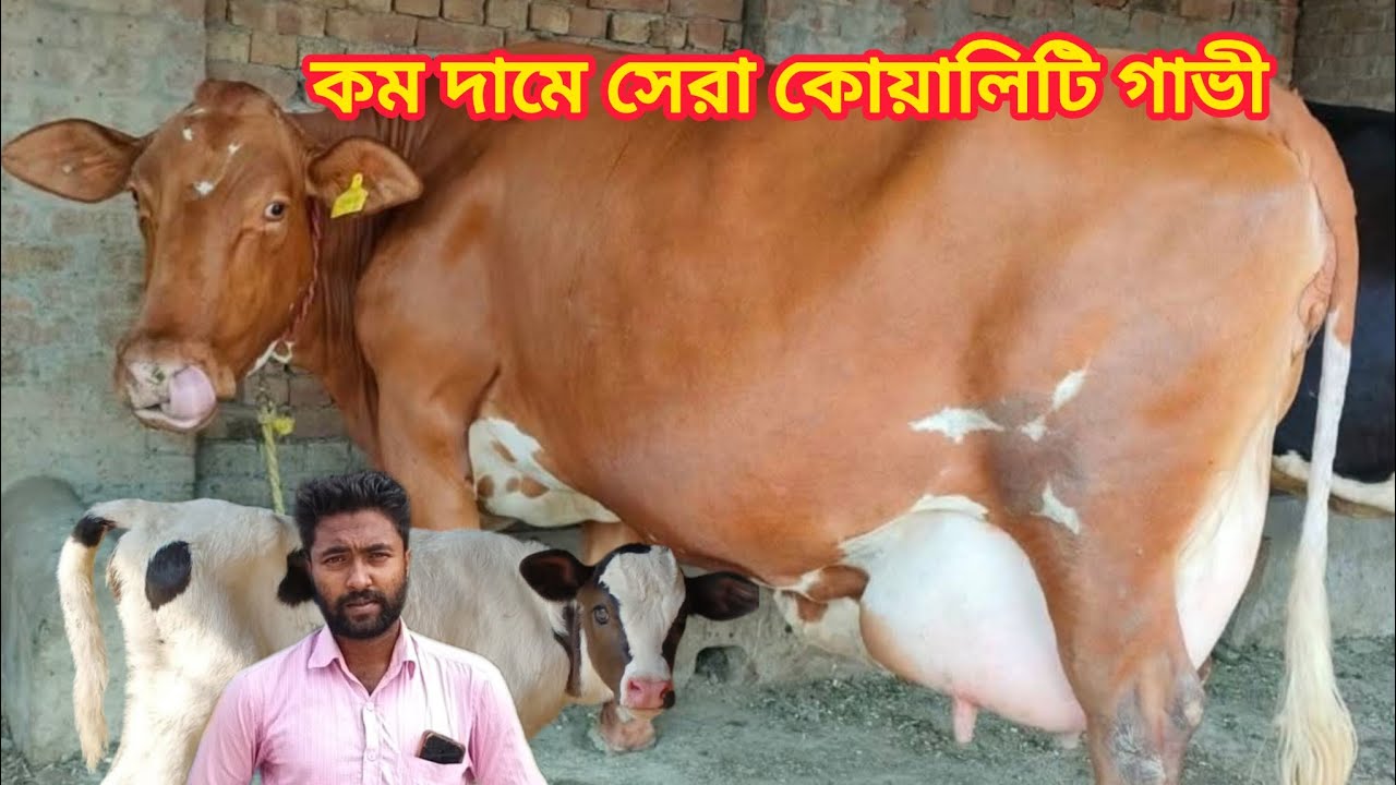@আজ ১৩/৩/২০২৬/ রমজান উপলক্ষে কম রেটে ২৫-৩০ লিটার দুধের বাচ্চা সহ গাভী দেখুন। 