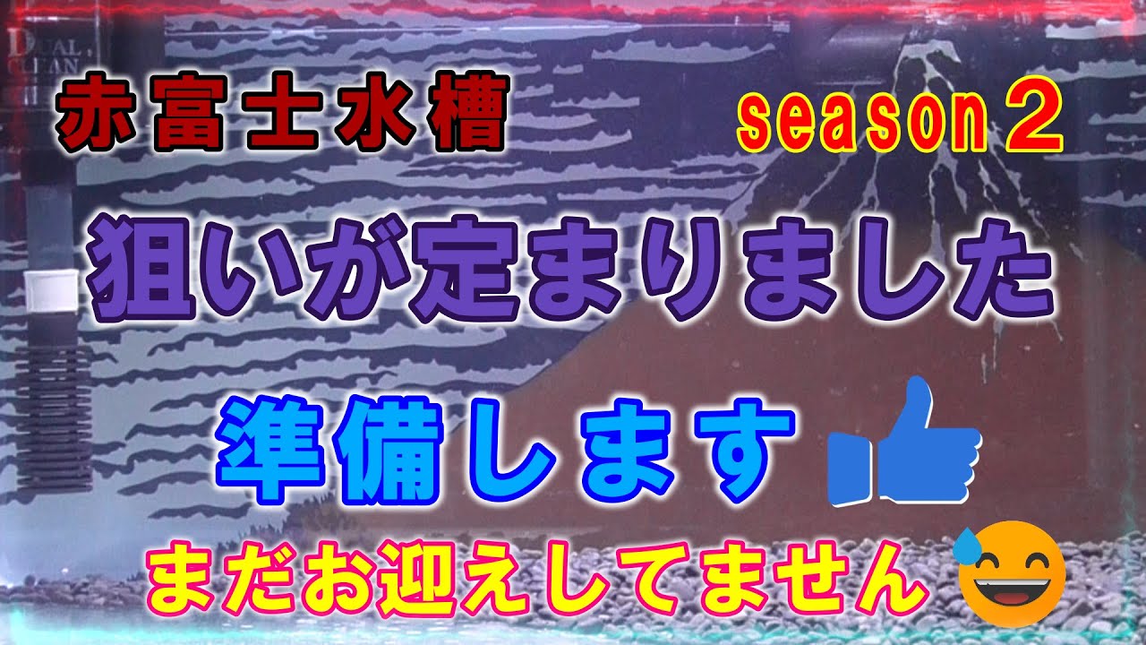 【金魚飼育】赤富士水槽 season２準備します