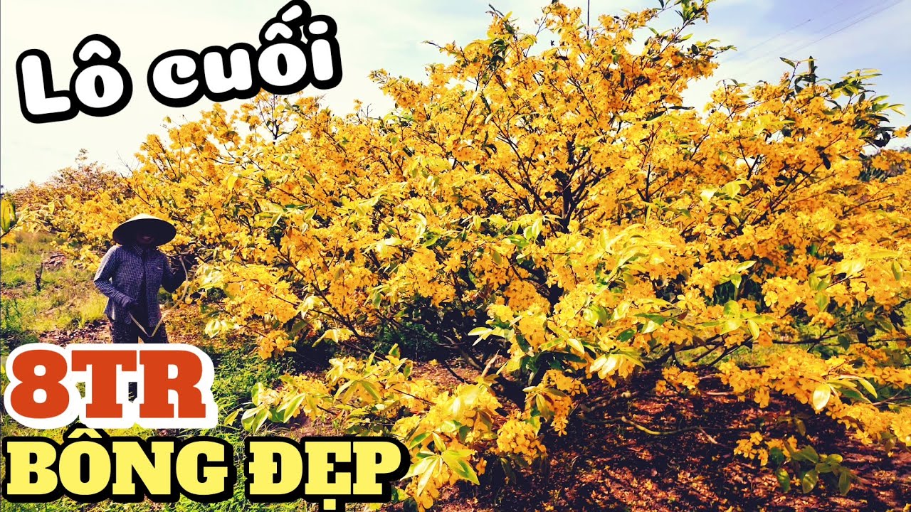 Chuyện gì xảy ra khiến vườn mai vàng CHỤC TỶ hạ giá Lô Cuối 35 Cây To Bông Đẹp  chỉ từ 8tr ở Gò Công