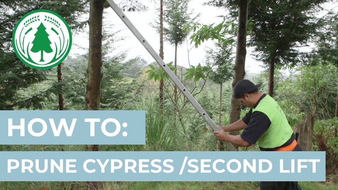 How To: Prune Cypress - Second Lift