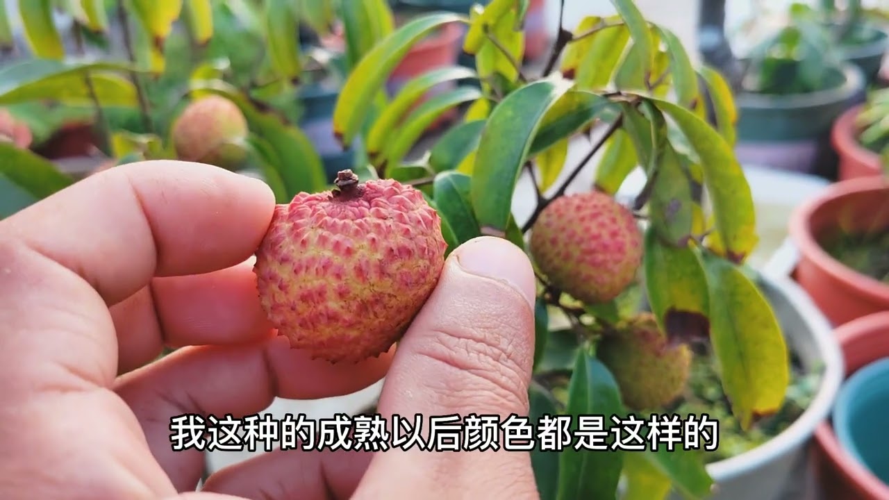比桂味好吃10倍的新品种荔枝，常温下保存5天，颜色还是那么鲜艳