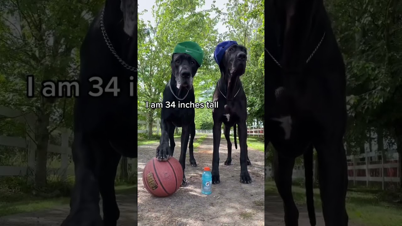 This is us  :)  #foryou #dog #viral #shorts