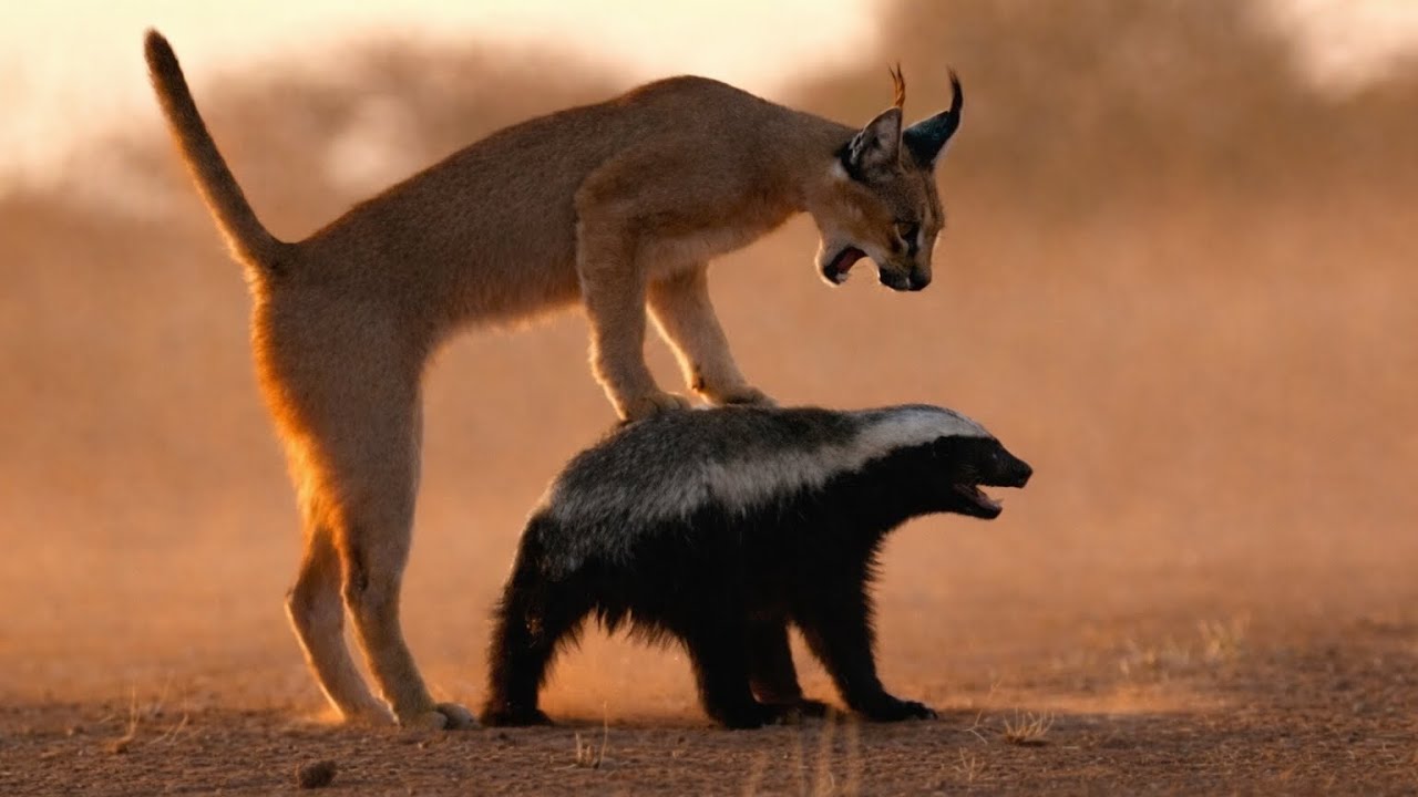 Honey Badger Invades a Caracal’s Den… and Starts a War