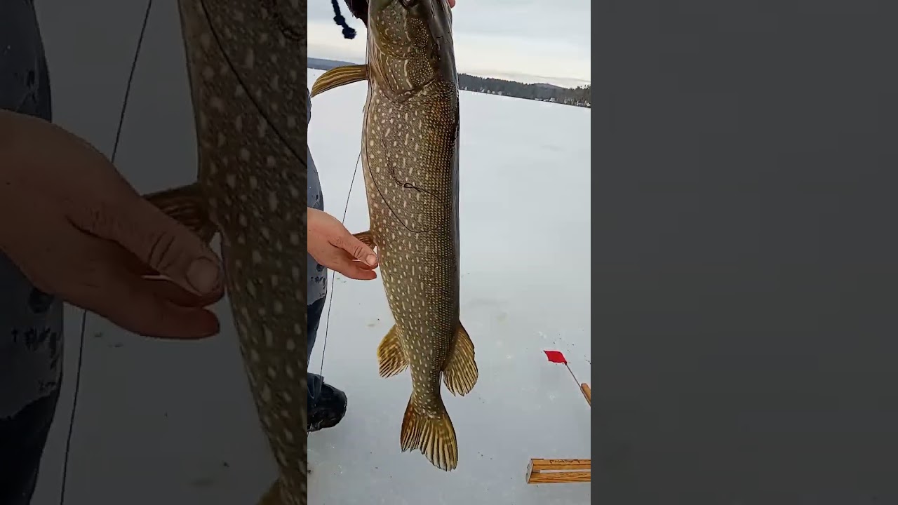 Catching huge northern pike. Maine Belgrade lakes.