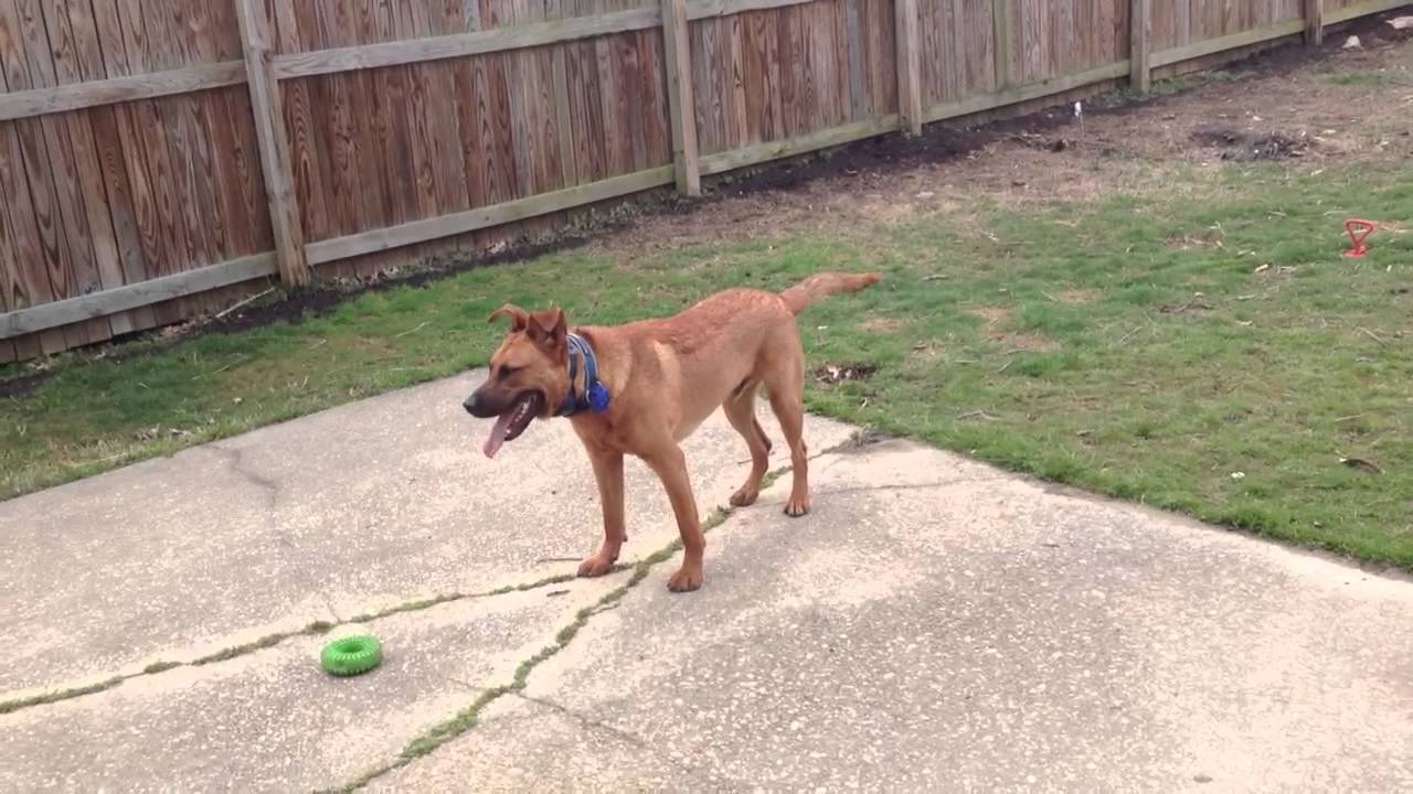 My dog