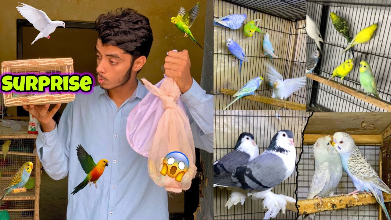 Bht nayab parindy le liye 😍🕊️|New budgies colony me bachy nikl aye🐣