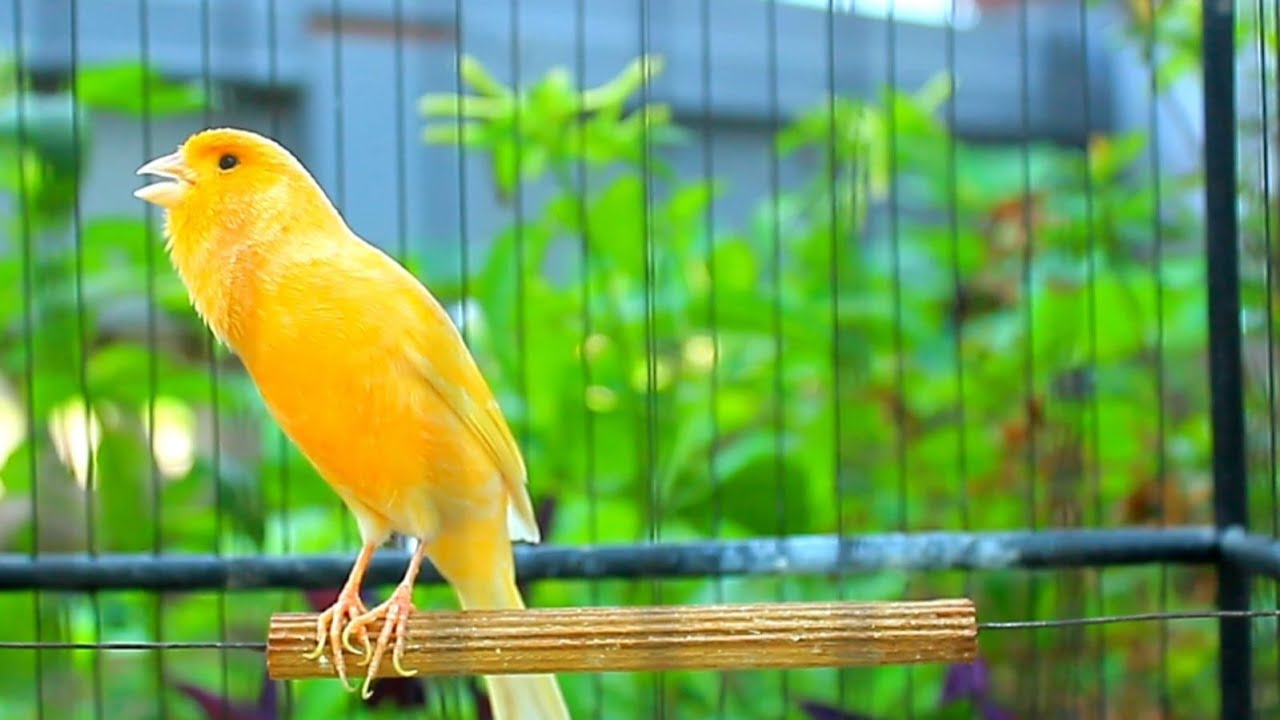 ENCANTADOR canário belga cantando..! Aqueça seu canário belga e em breve ele estará cantando 4