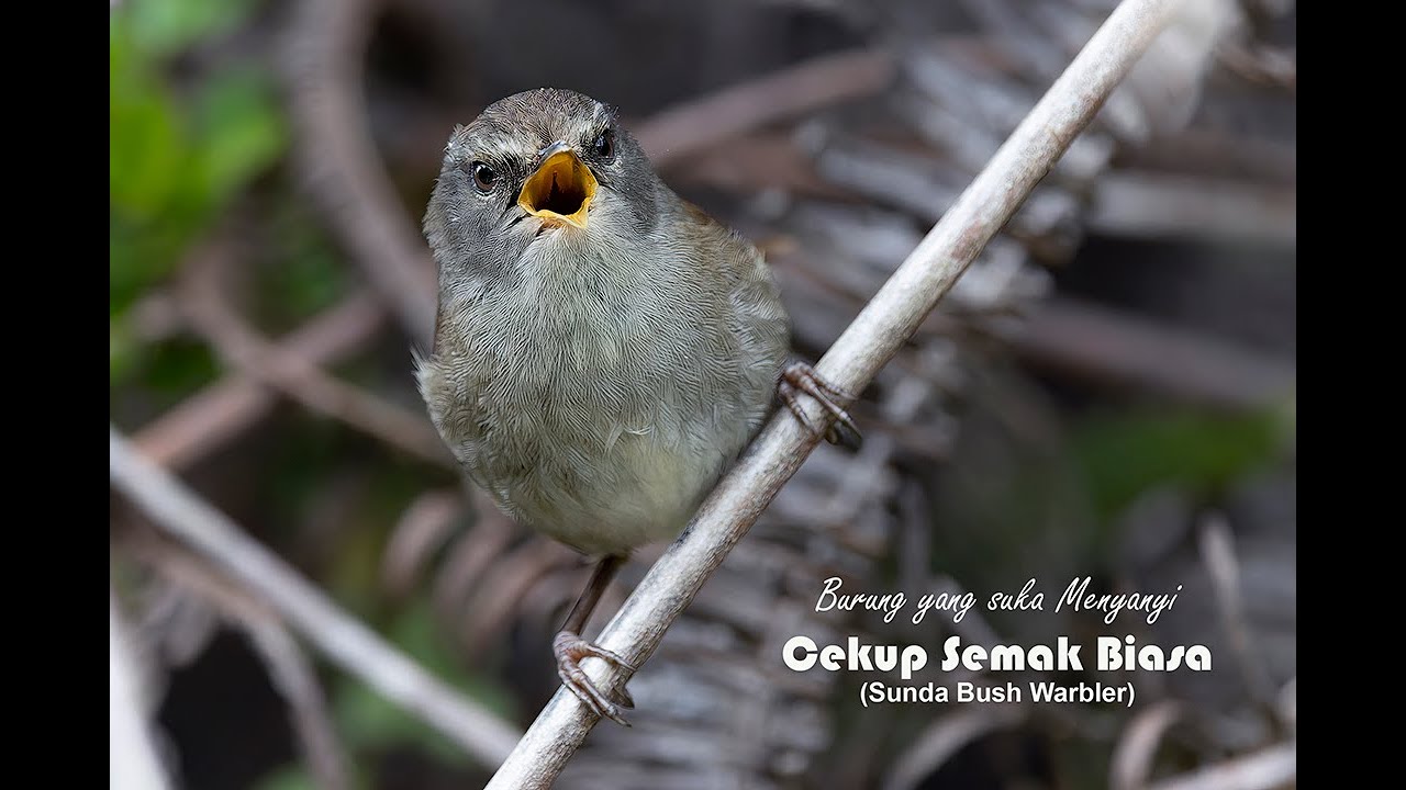 Memburung di Malaysia - Burung Cekup-Semak Biasa (Sunda Bush Warbler)