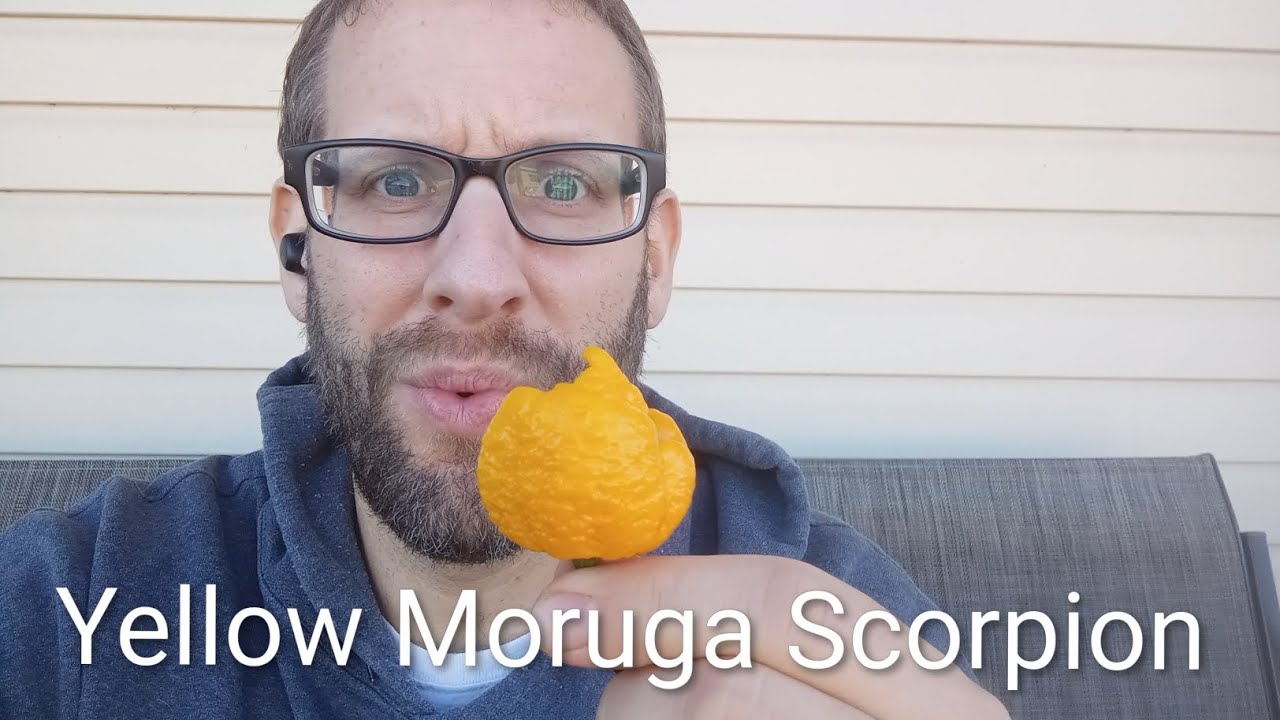 This Pepper Hurt Me! 🌶️ | Yellow Moruga Scorpion Pepper 🦂