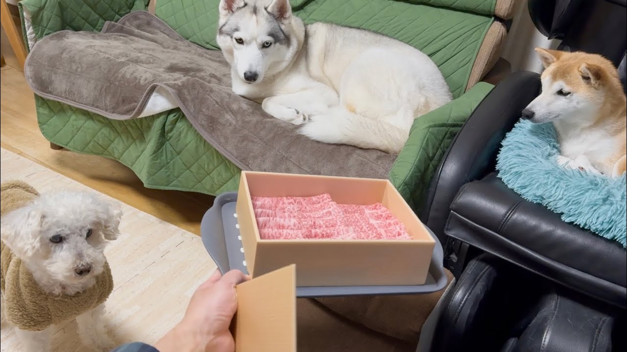 お正月なのでいい肉を食べる犬達
