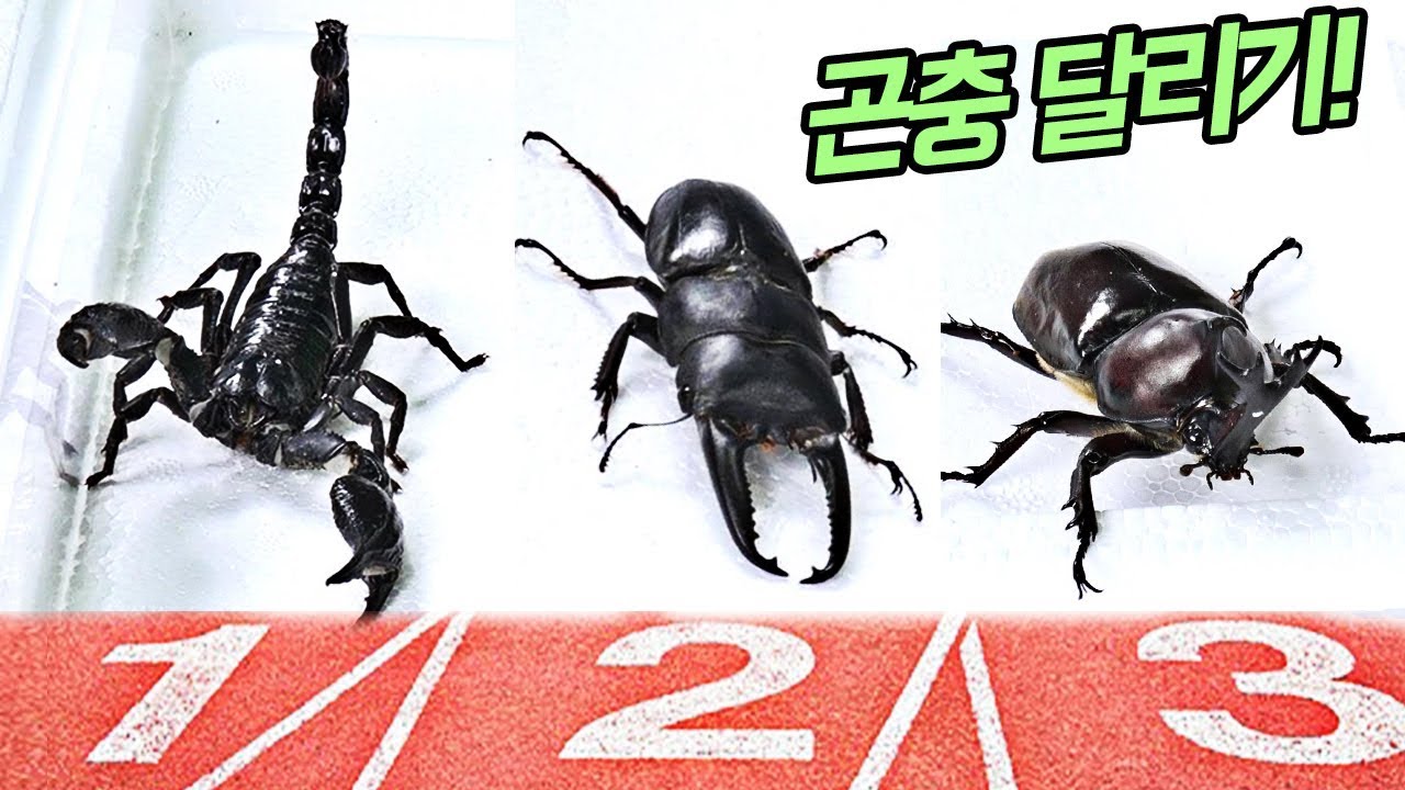 장수풍뎅이VS사슴벌레VS전갈 달리기 대결! 1등은 누구?