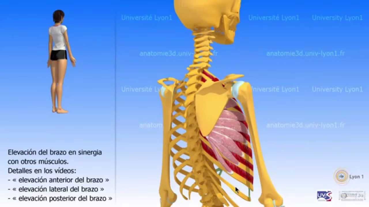 El serrato anterior 2