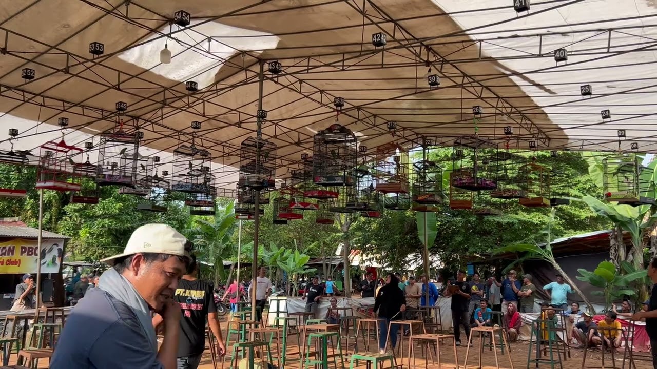 SIMULASI LOMBA CUCAK IJO || TEMBAKAN PEDAS 🔥 CUCAK IJO ISIAN MEWAH PANCINGAN LANGSUNG NYAUT