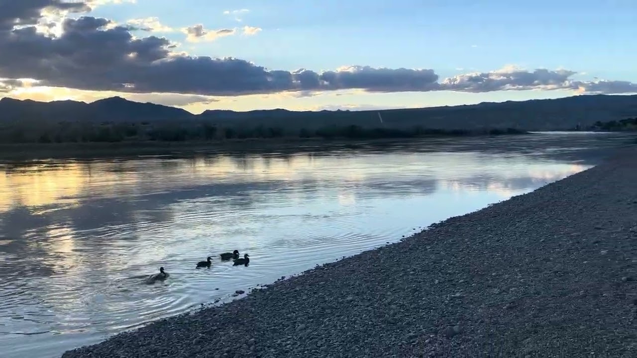 Patos silvestres en el río Colorado en laughing NV.