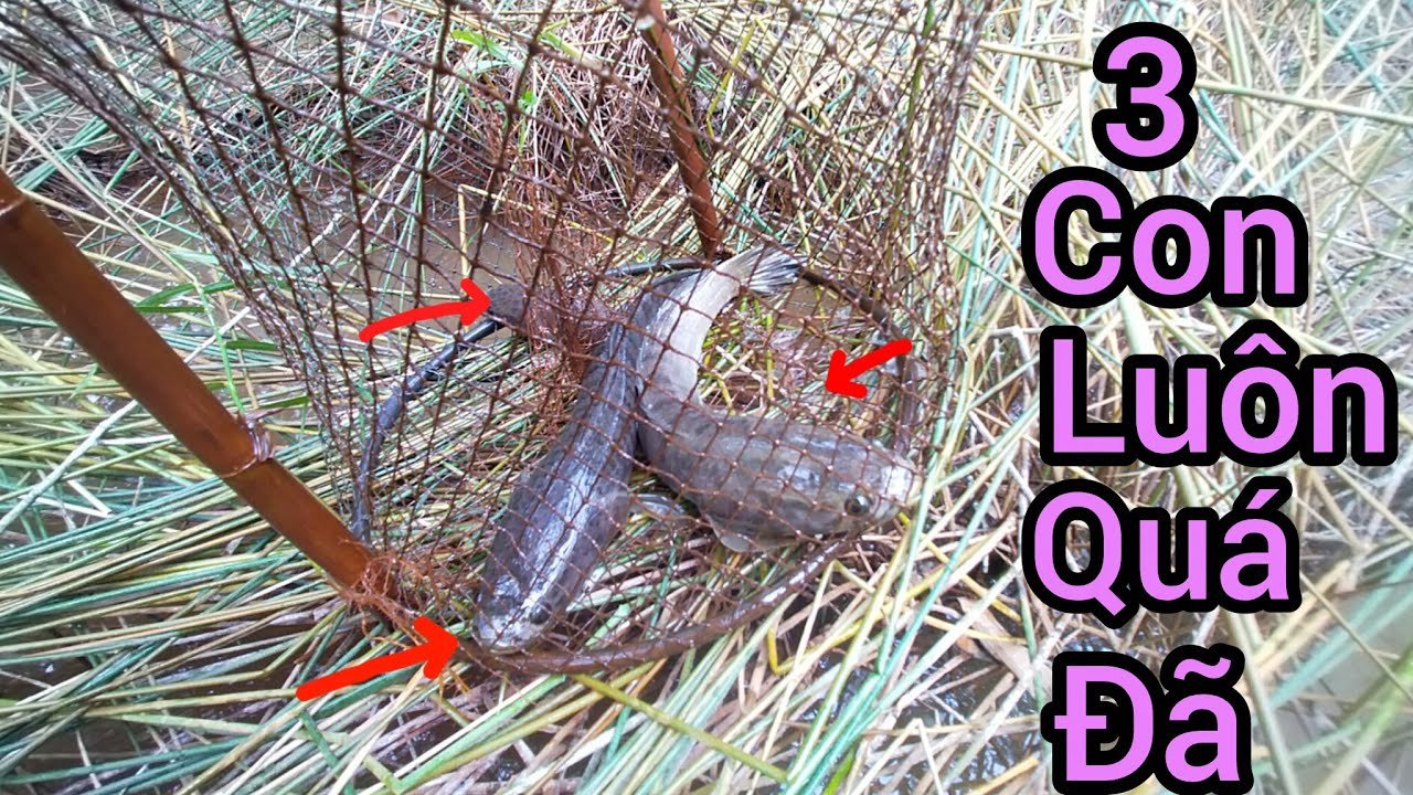 Đặt lờ cá lóc tập 16: Thăm lờ bữa nay chạy cá lóc ngon ngon không