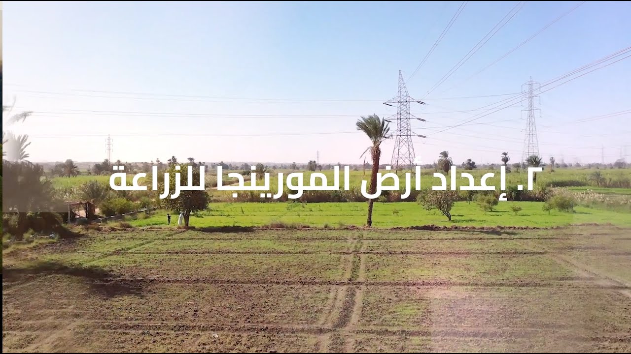 ٢- إعداد أرض المورينجا للزراعة